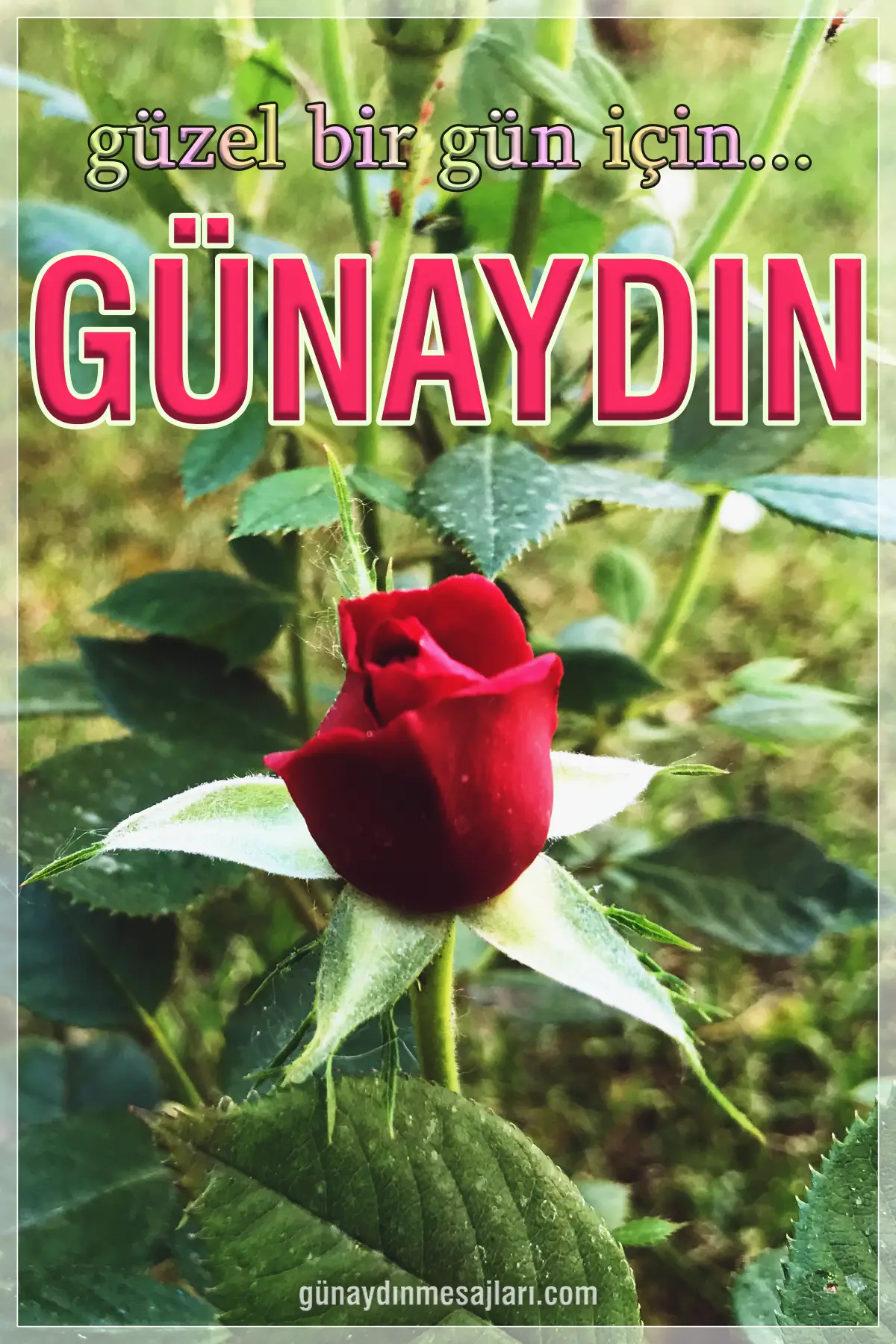 güzel bir gün için resimli günaydın mesajı